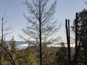A Tree Falls and a View Opens