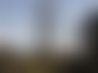 A Tree Falls and a View Opens