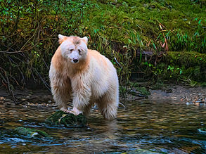 Leading an Armchair Adventure