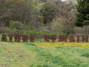 Art & Nature Thrives Once More