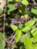 Polygala in Bothe-Napa Valley Park. (🧢 A tip of the hat to Angel for identifying.)