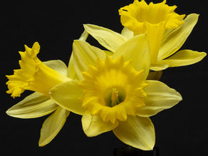 Keeping the Memory Alive: Floating Daffodils