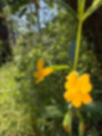 Bush Monkey Flower in Bothe-Napa Valley Park.