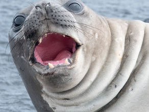 Antarctic Mammals