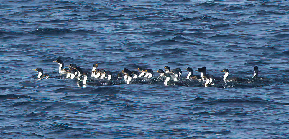 Imperial Cormorants