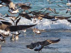 The Sardine Catch