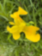 Yellow Flag Iris (Iris pseudacorus). Native.