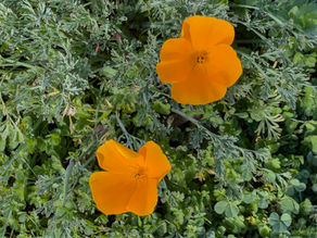 The First Poppies: Is it Spring Yet?