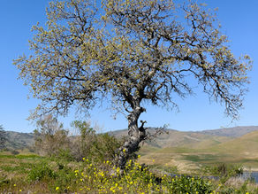 Where are the Dinosaurs?