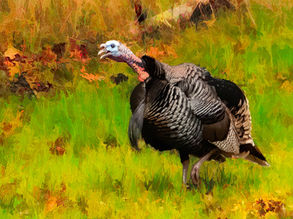 Journey at Home: A Visitor