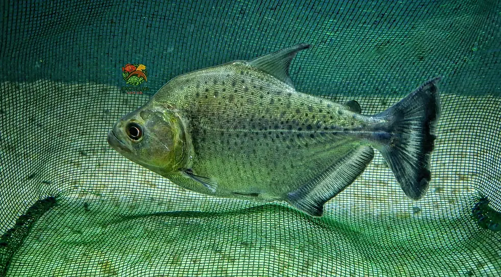 Thumbnail: Black Piranha  - Serrasalmus rhombeus