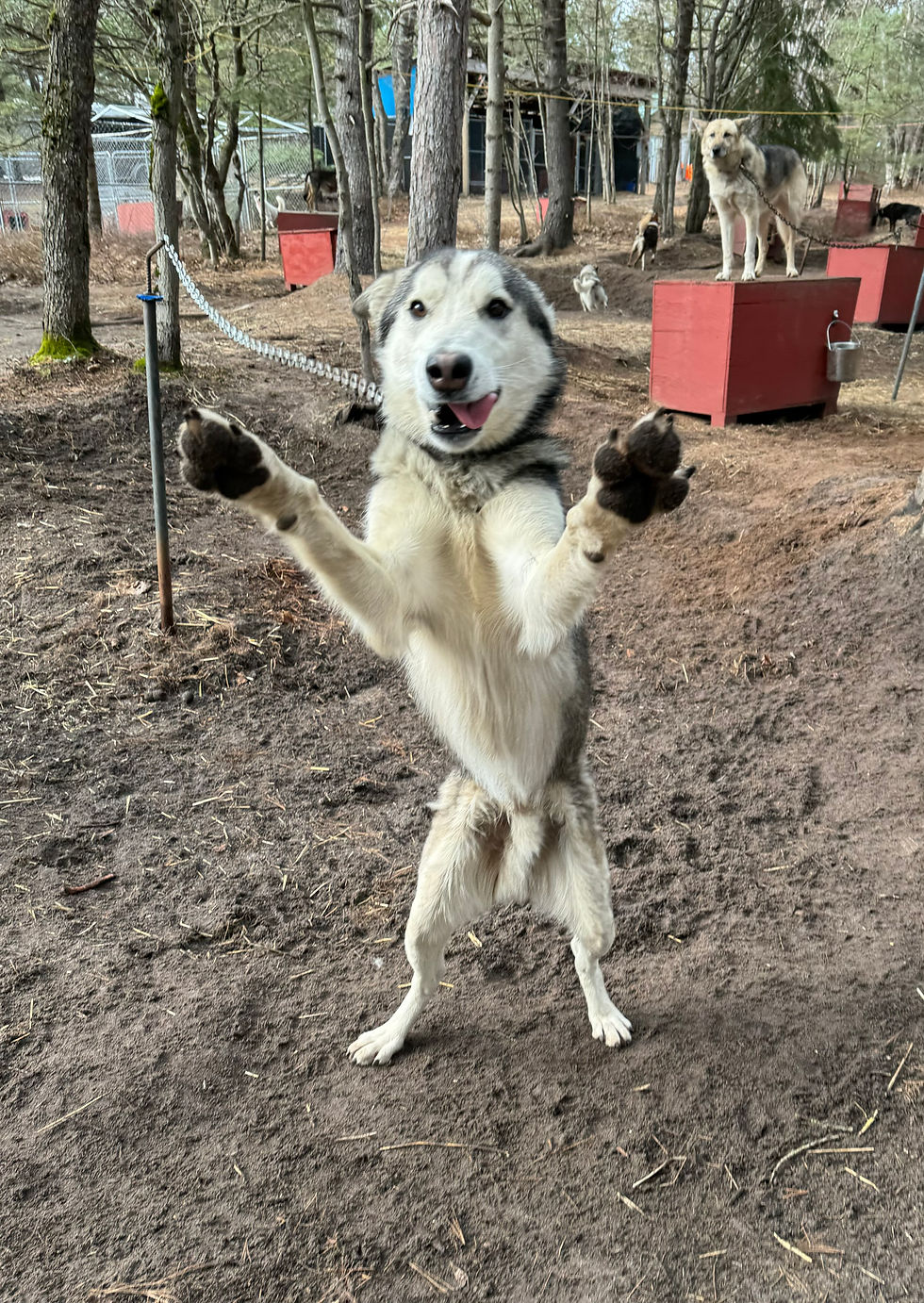 Timber