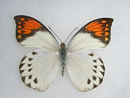 ツマベニチョウ