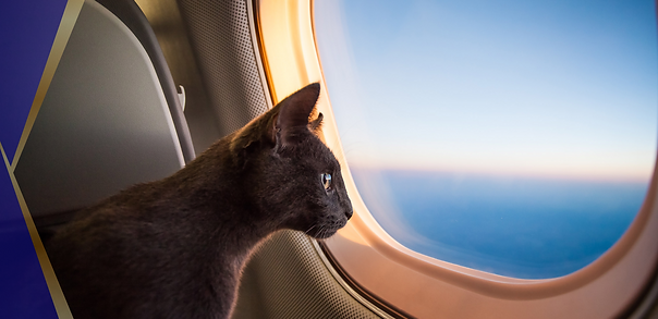 Untitled design (60).png