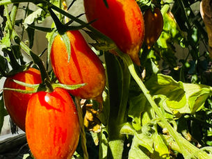 Online Tomatenwissen entdecken: Die besten Online-Tomatenratgeber entdecken