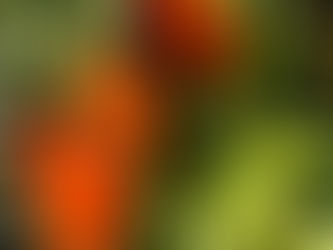 Online Tomatenwissen entdecken: Die besten Online-Tomatenratgeber entdecken