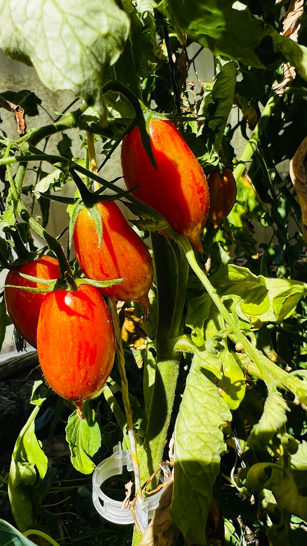 Online Tomatenwissen entdecken: Die besten Online-Tomatenratgeber entdecken