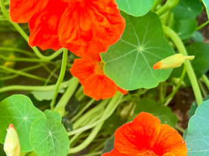 Kresse, orangene Blüte
