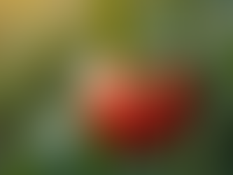 Online-Ratgeber für Tomatenliebhaber: Dein praktischer Guide für den Tomatenanbau