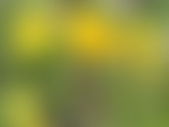 Was ist eine Königsblüte?