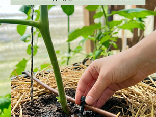 Nahaufnahme einer Tomatenpflanze im Gewächshaus, die im Wurzelbereich mit Stroh gemulcht und über ein Tröpfchenbewässerungssystem gegossen wird. Eine Hand stellt die Bewässerung ein
