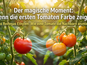 Der magische Moment: Wenn das erste Grün Farbe bekennt 🍅✨