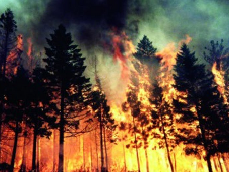 What is Ecological Succession?