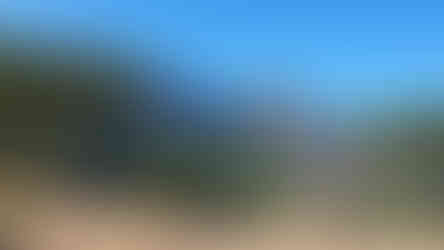 location corse qui accepte les chiens