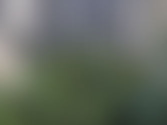 Dans mon jardin mon vieux vélo