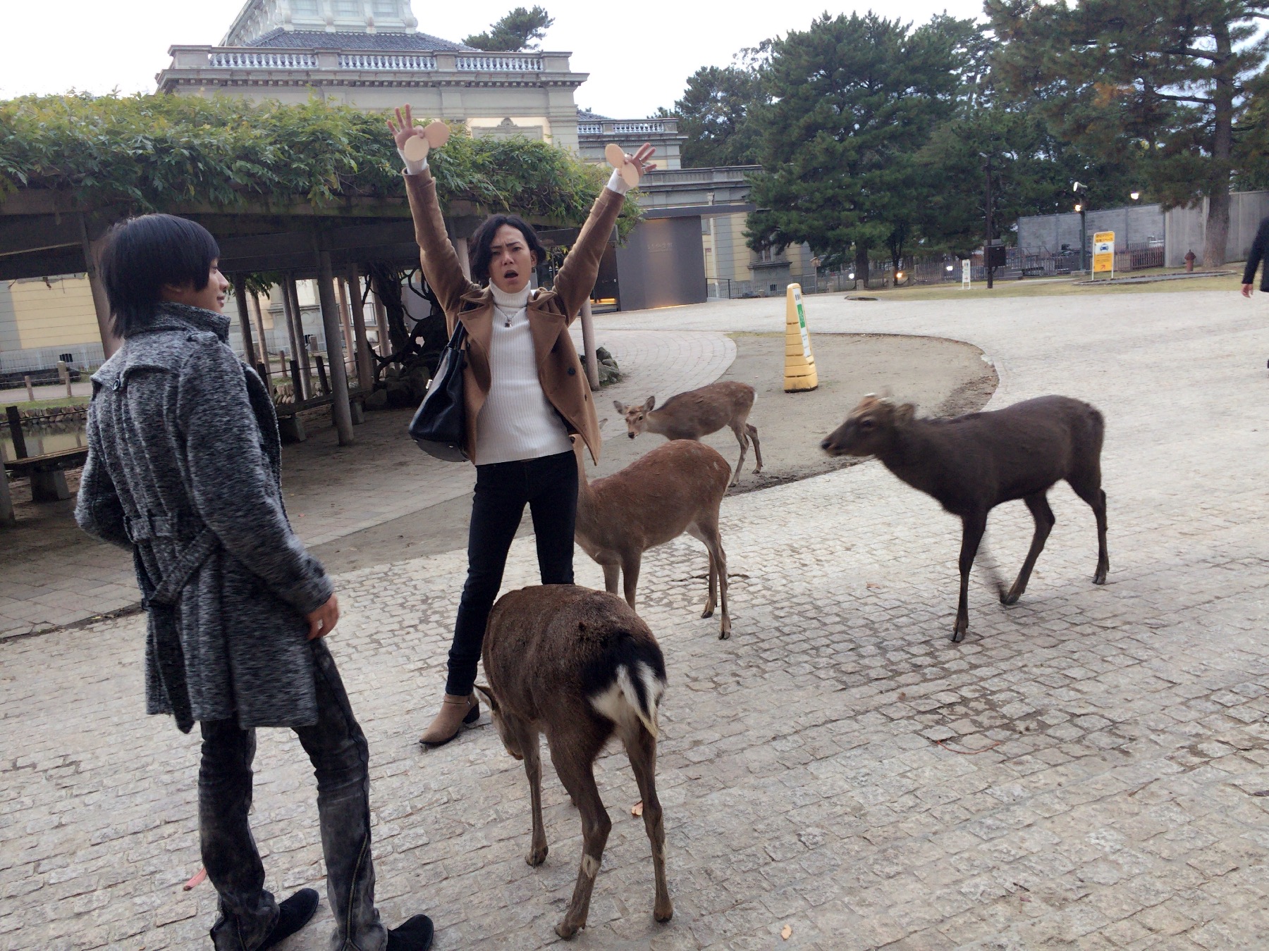 メビウス 京都・奈良 旅行