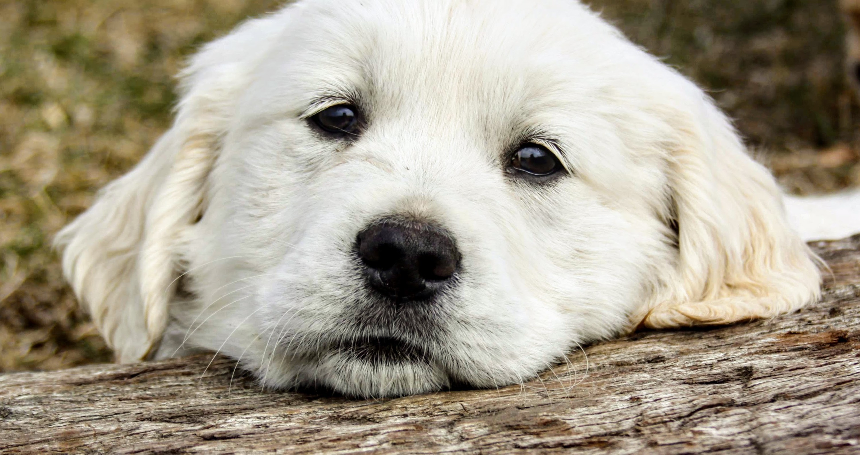 English Cream Golden Retrievers German Shepherds New Leaf Acres