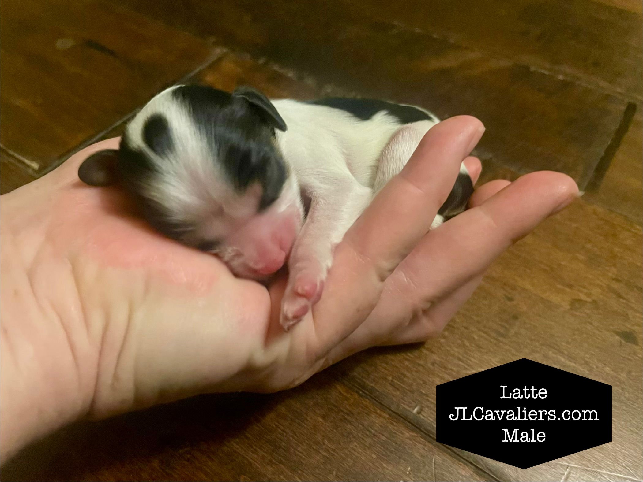 Latte Male