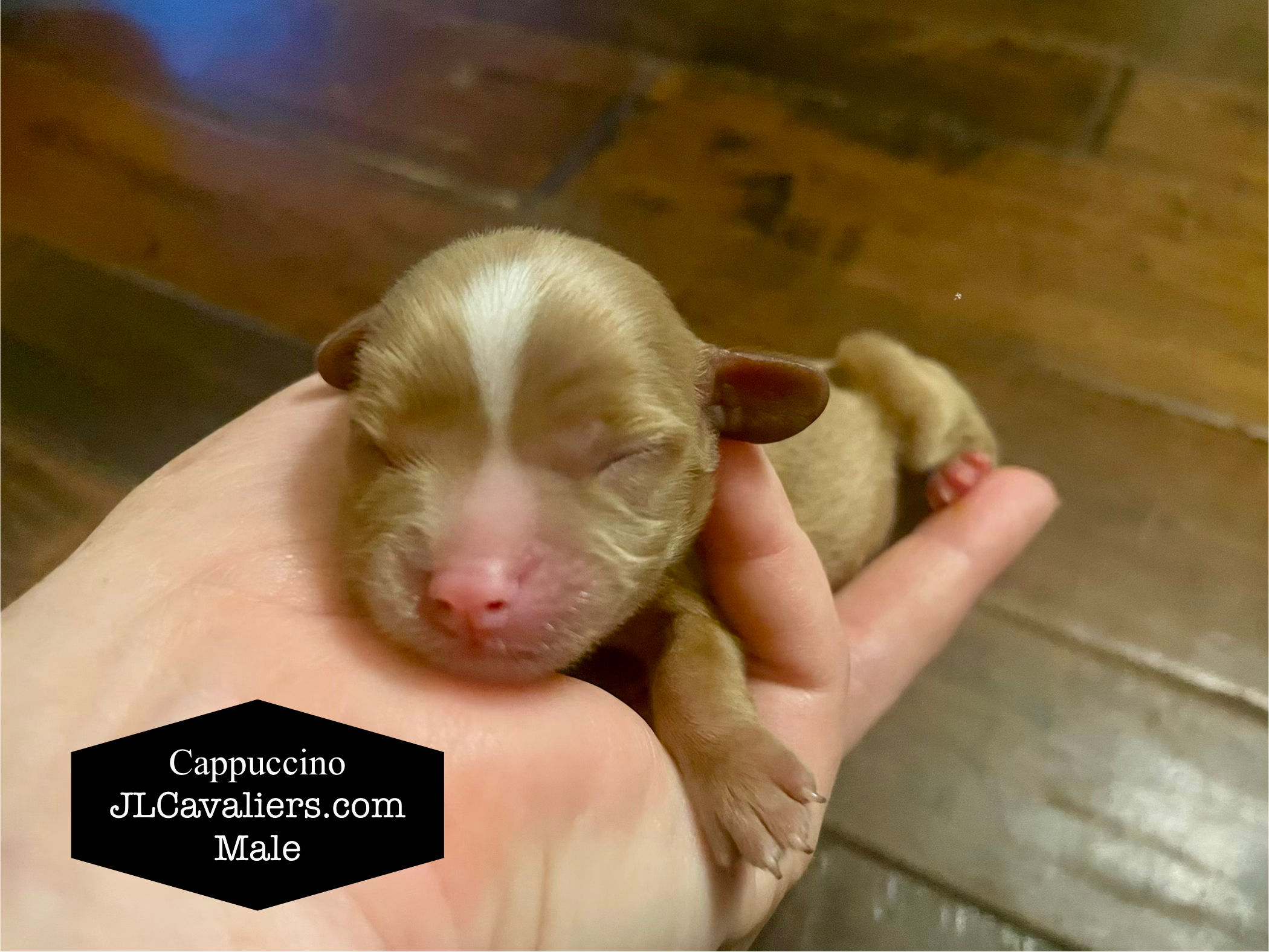 Cappuccino Male