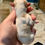 Thumbnail: Bear Male