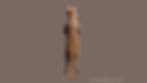 meerkat_06