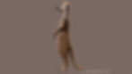 meerkat_08