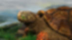 Turtle_01.jpg
