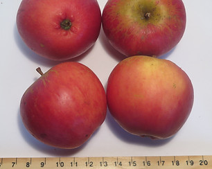 Worchester Pearmain.JPG