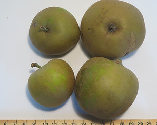 Brownlees Russet.JPG