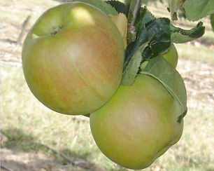 Blenheim orange apple.png