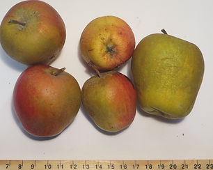 Adams Pearmain.JPG