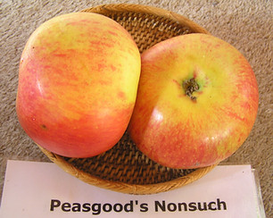 Peasgood's Nonsuch.JPG