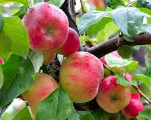 staymans winesap.jpg