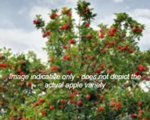 no fruit image placeholder_edited.jpg