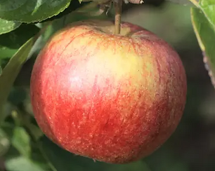 Ellisons Orange.png
