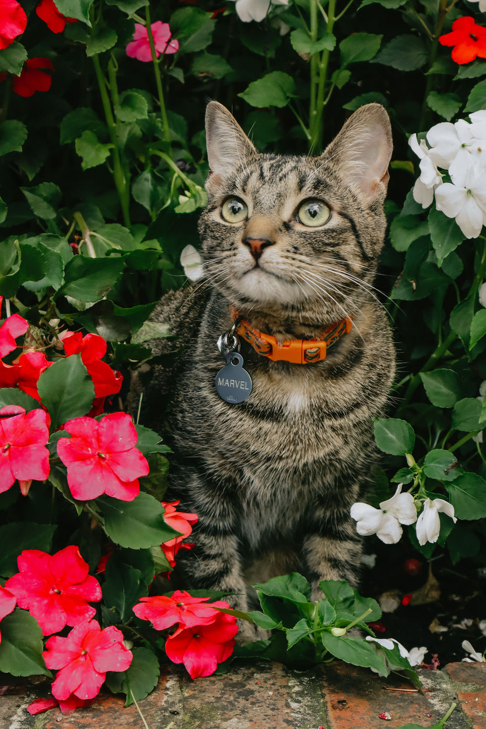 cat_dog-20