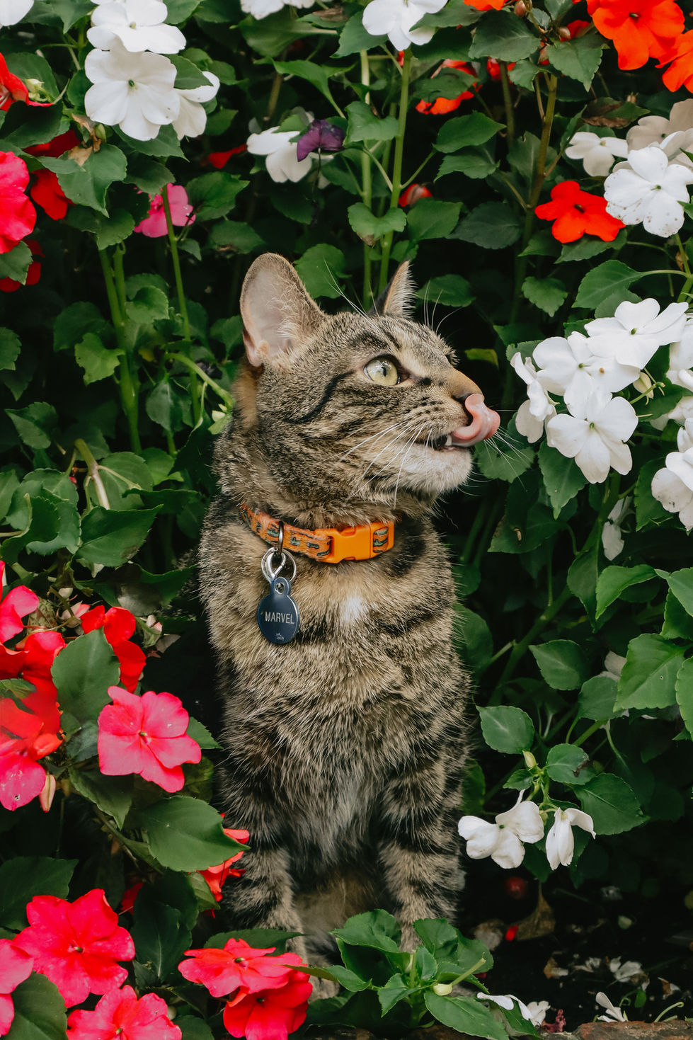 cat_dog-19