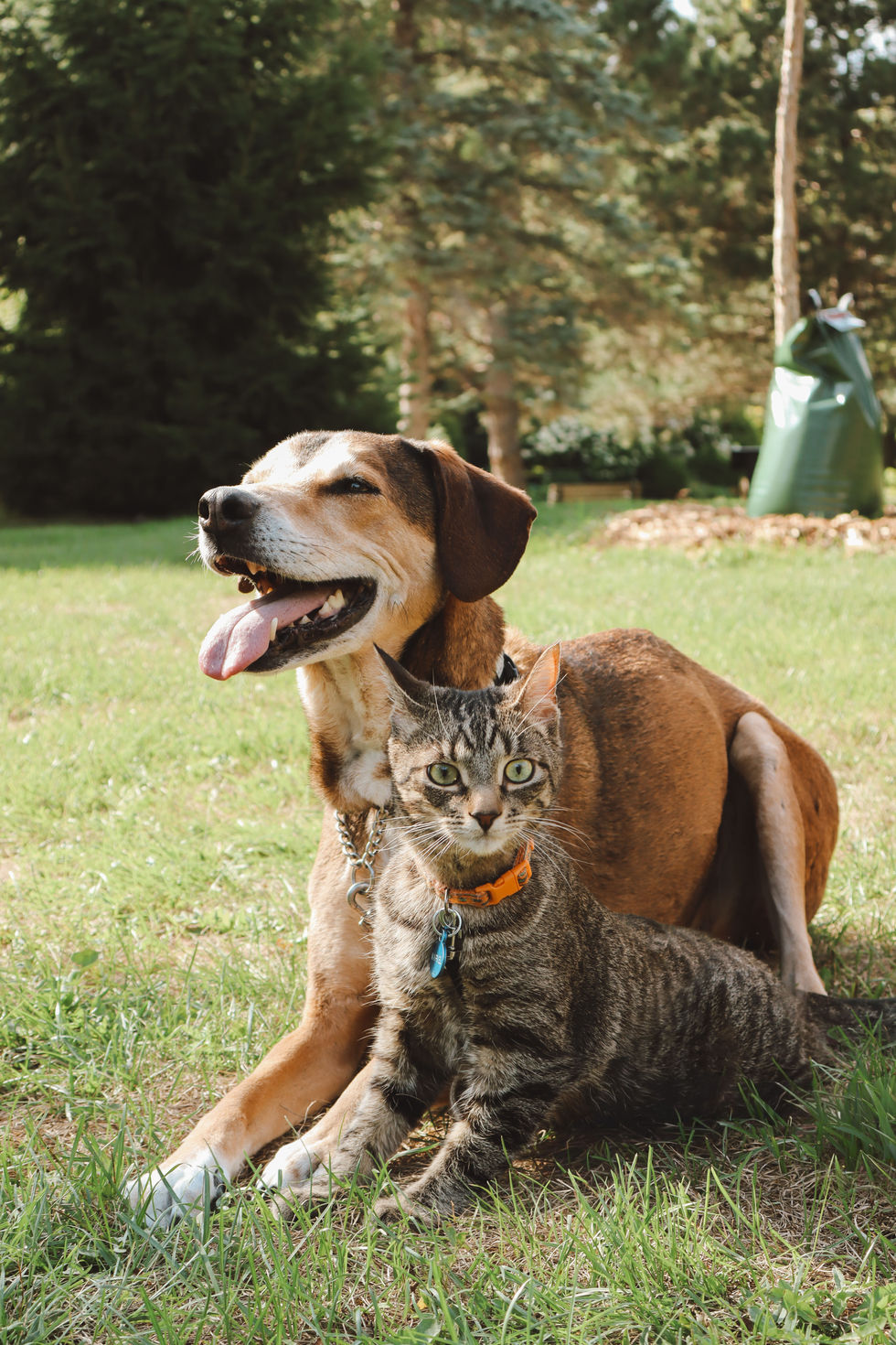 cat_dog-01