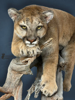 Lioncloseup