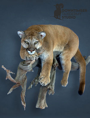 Lion2 copy.jpg